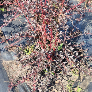 Саженцы Барбарис Аурекома