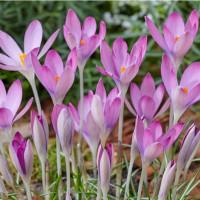 Комплект 5шт / Крокус Томазини..